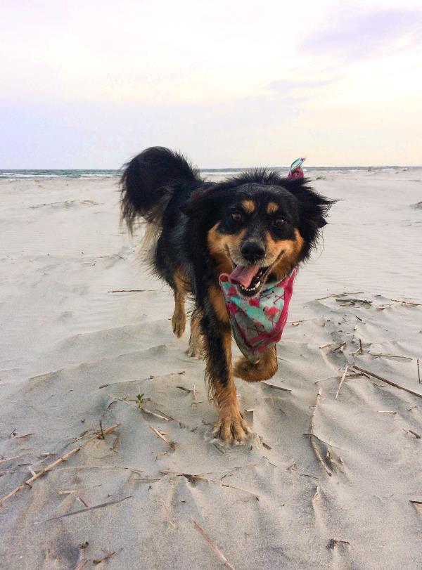 /Images/uploads/Homeward Bound Pet Rescue/HBPR_Photocontest/entries/12107thumb.jpg